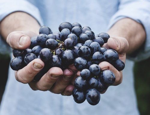 How Grapes Can Help You Lose Weight