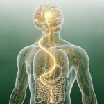 How Does Semaglutide Work? The Clinical Science of Metabolic Transformation