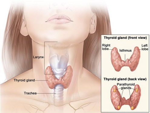 thyroid diet