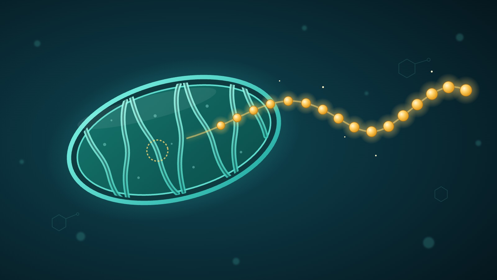 Illustration of mitochondria representing the MOTS-c peptide